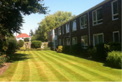 Striped Lawn